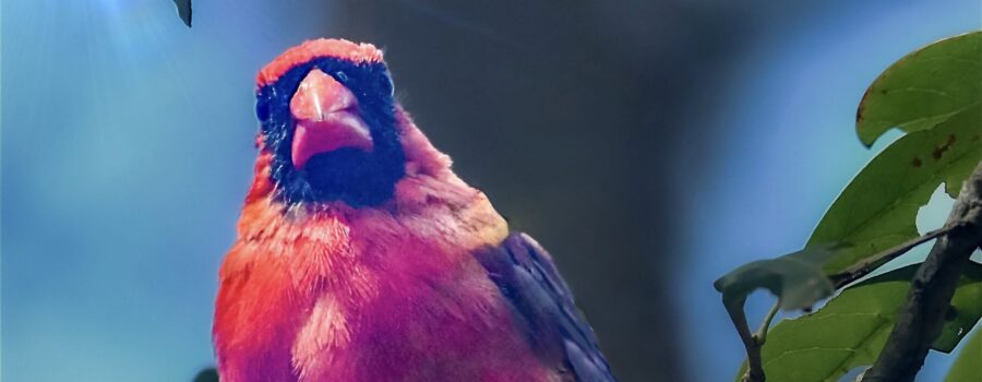A handsome male cardinal perches on a branch in the sun, making him glow.