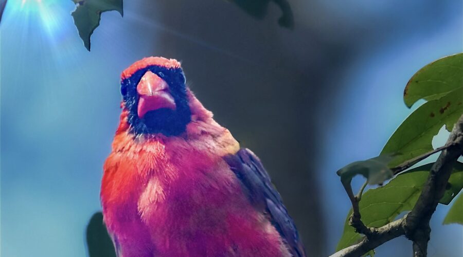 A handsome male cardinal perches on a branch in the sun, making him glow.