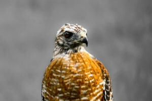A beautiful red tailed hawk perches on a post observing its surroundings and giving off an air of power.