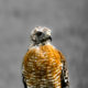 Red Tailed Hawks are Beautiful, Powerful Birds