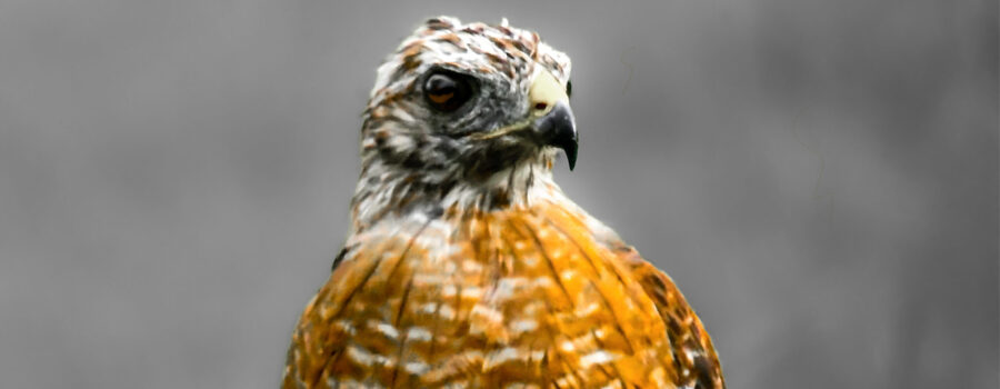 A beautiful red tailed hawk perches on a post observing its surroundings and giving off an air of power.