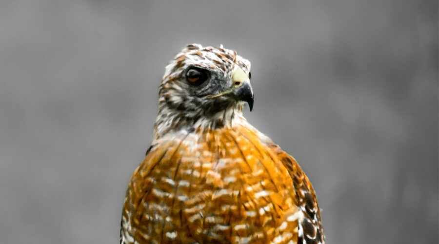 A beautiful red tailed hawk perches on a post observing its surroundings and giving off an air of power.