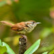 Carolina Wrens are Interesting Resident Birds