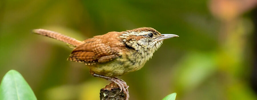A Carolina wren balances delicately on a small twig, ready to fly away at any moment.