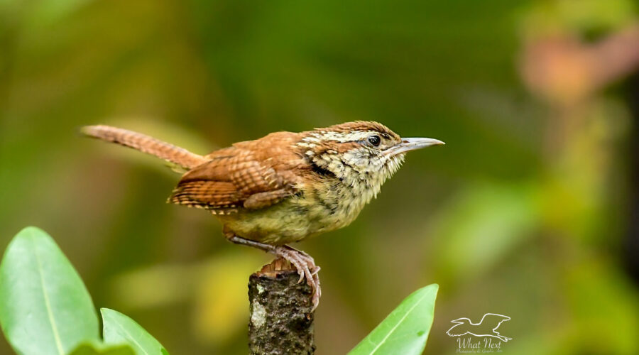 A Carolina wren balances delicately on a small twig, ready to fly away at any moment.