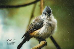 A tufted titmouse sits with feathers puffed as the rain falls all around it.