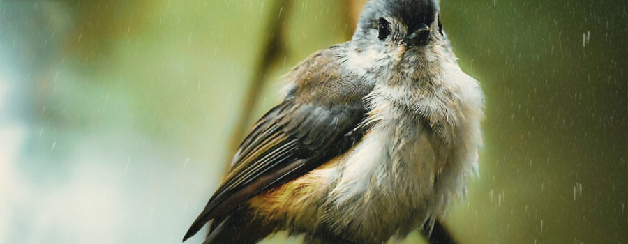 A tufted titmouse sits with feathers puffed as the rain falls all around it.