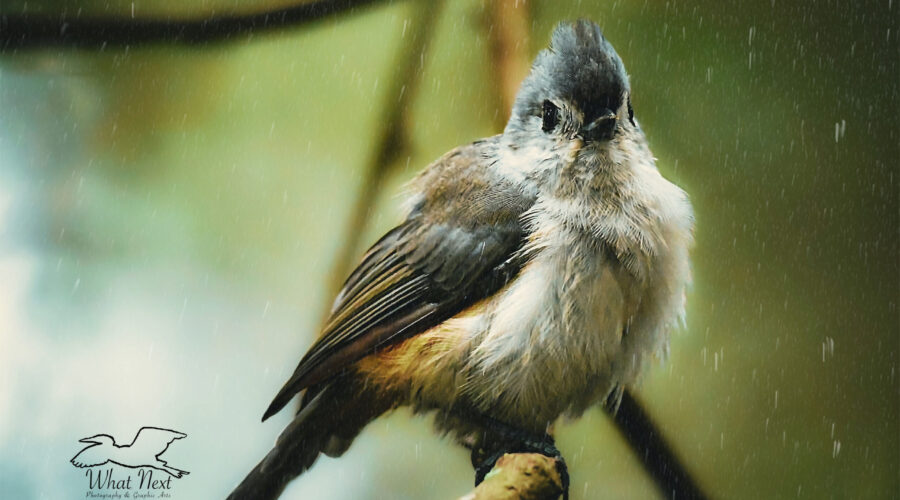 A tufted titmouse sits with feathers puffed as the rain falls all around it.