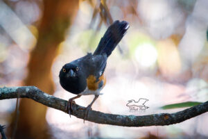 Beautiful Eastern Towhees are Very Good Parents
