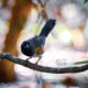 Beautiful Eastern Towhees are Very Good Parents