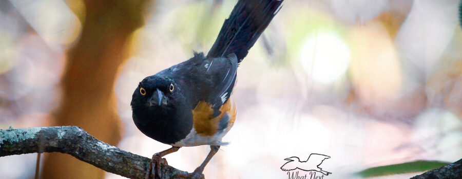 Beautiful Eastern Towhees are Very Good Parents
