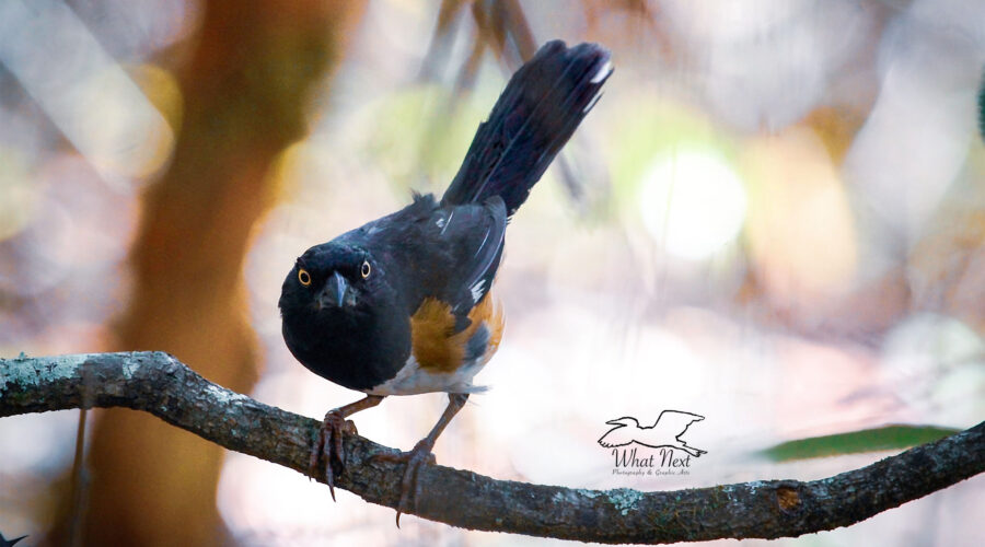 Beautiful Eastern Towhees are Very Good Parents