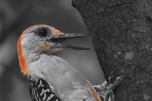 A male red bellied woodpecker hangs onto a tree trunk with a pleased look n his face. The photo was processed in mostly black and white to highlight the beautiful red markings.
