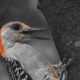 Beautiful Red Bellied Woodpeckers Just Seem to Love Life