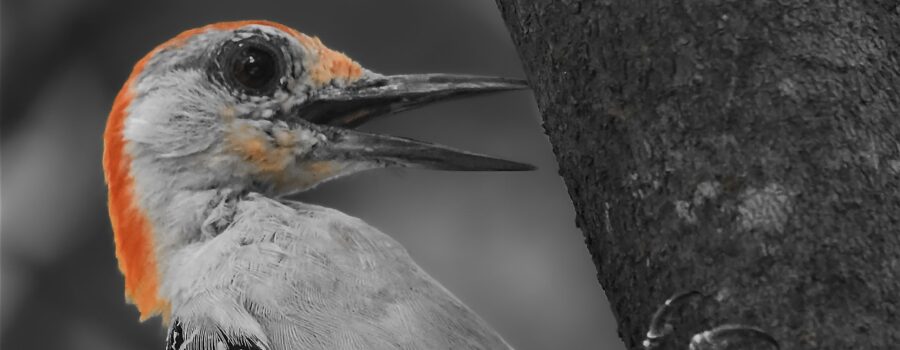 A male red bellied woodpecker hangs onto a tree trunk with a pleased look n his face. The photo was processed in mostly black and white to highlight the beautiful red markings.