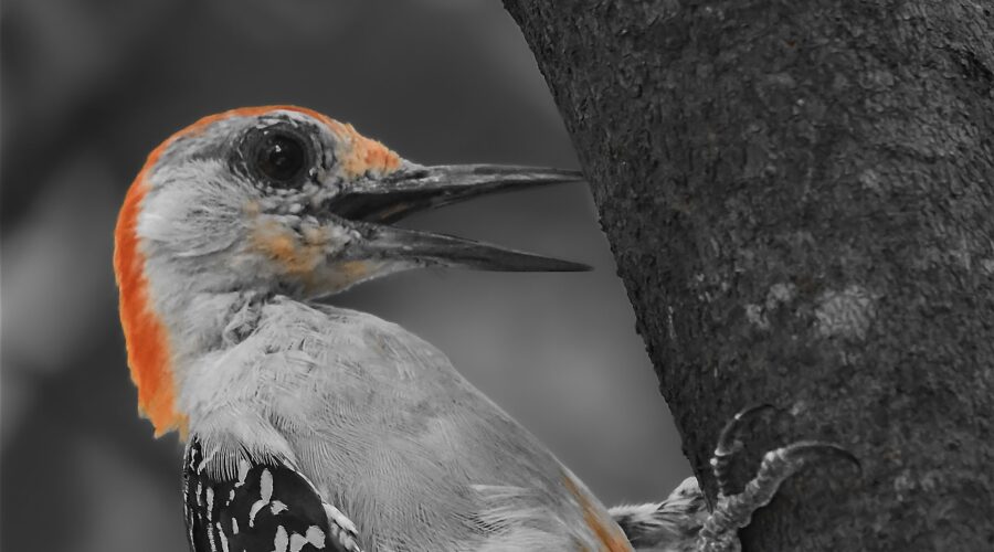 A male red bellied woodpecker hangs onto a tree trunk with a pleased look n his face. The photo was processed in mostly black and white to highlight the beautiful red markings.