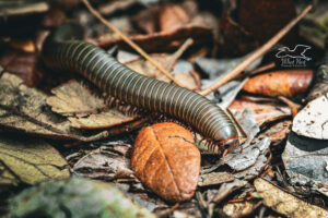 An American giant millipede uses its many legs to move it forwards, backwards, and side to side.