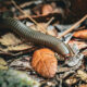 It’s the Best Time of Year for Interesting Giant Millipedes