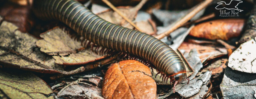 An American giant millipede uses its many legs to move it forwards, backwards, and side to side.