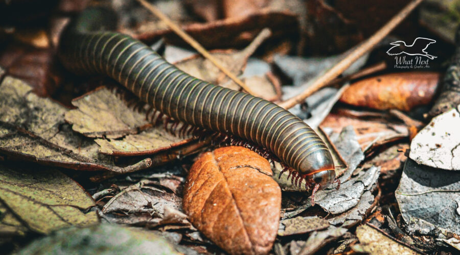 An American giant millipede uses its many legs to move it forwards, backwards, and side to side.