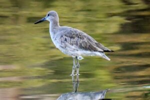 A willet wades in the water off of a little sand spit as it searches for food.