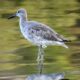 Willets Can Create a Beautiful Reflection in Calm Waters