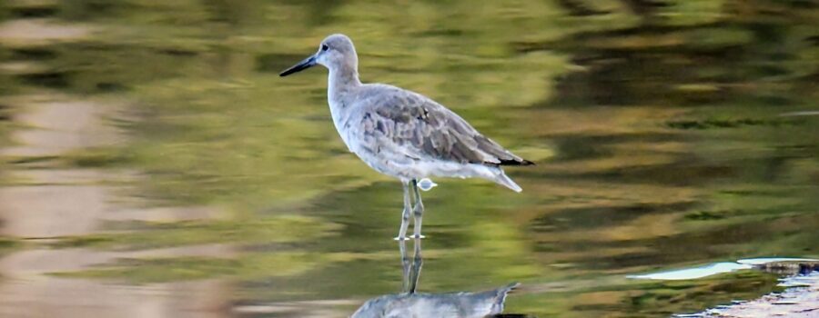 A willet wades in the water off of a little sand spit as it searches for food.