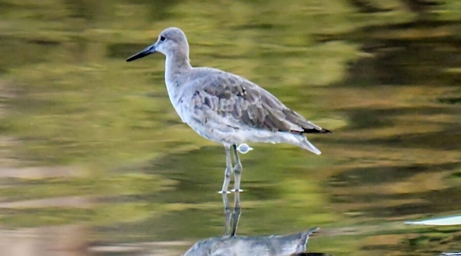 A willet wades in the water off of a little sand spit as it searches for food.