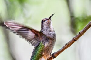 A ruby throated hummingbird flies in for a perfectly executed landing on a small twig.
