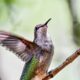 Soon Our Beautiful Ruby Throated Hummingbirds Will be Moving South
