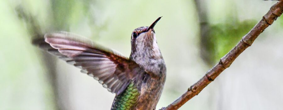 A ruby throated hummingbird flies in for a perfectly executed landing on a small twig.