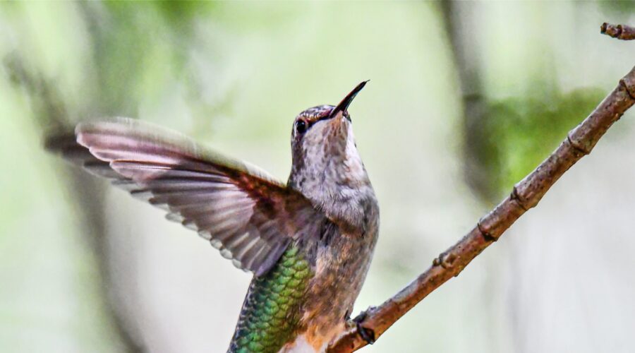 A ruby throated hummingbird flies in for a perfectly executed landing on a small twig.