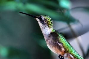 A ruby throated hummingbird flies through the sun causing its green back feathers to glisten.
