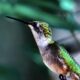 Everyone Loves Wonderful Hummingbirds