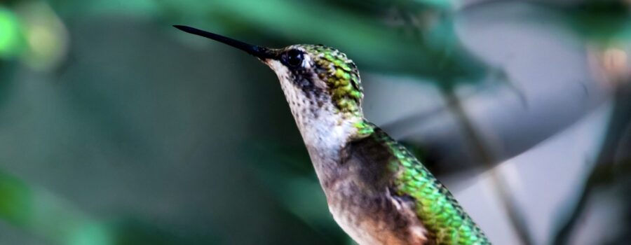 A ruby throated hummingbird flies through the sun causing its green back feathers to glisten.