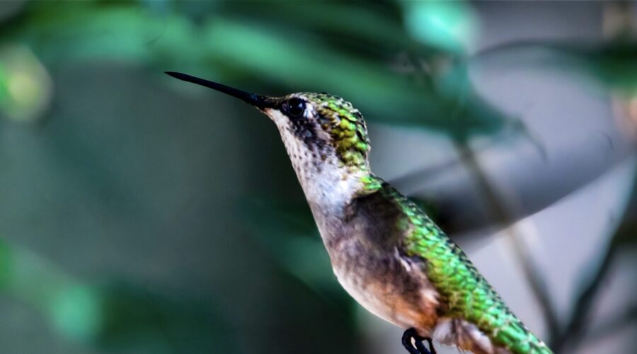 A ruby throated hummingbird flies through the sun causing its green back feathers to glisten.
