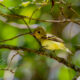 Acadian Flycatchers are Beautiful Little Insectivores