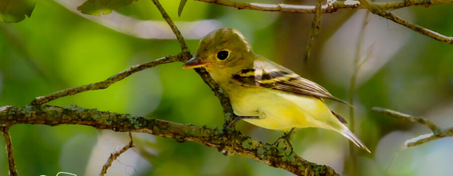 Acadian flycatchers are small tyrant flycatchers that breed in the woods of central Florida.
