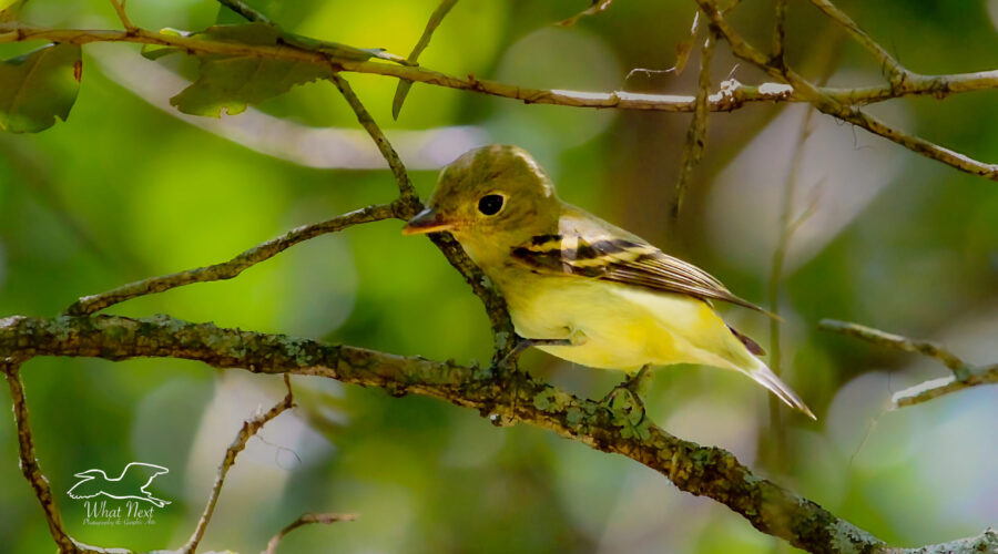Acadian flycatchers are small tyrant flycatchers that breed in the woods of central Florida.