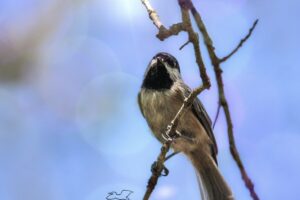 A Carolina chickadee perches on a sun drenched branch and cocks it’s head as if in deep thought.