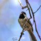 The Beautiful Chickadees Wanted Their Pictures Taken Today