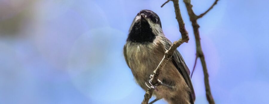 A Carolina chickadee perches on a sun drenched branch and cocks it’s head as if in deep thought.