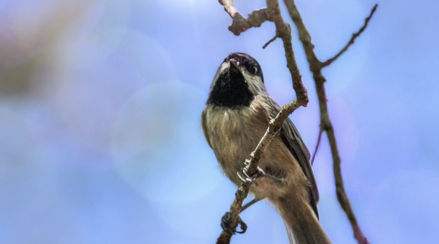 A Carolina chickadee perches on a sun drenched branch and cocks it’s head as if in deep thought.
