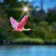 Roseate Spoonbills are Unique and Beautiful Birds