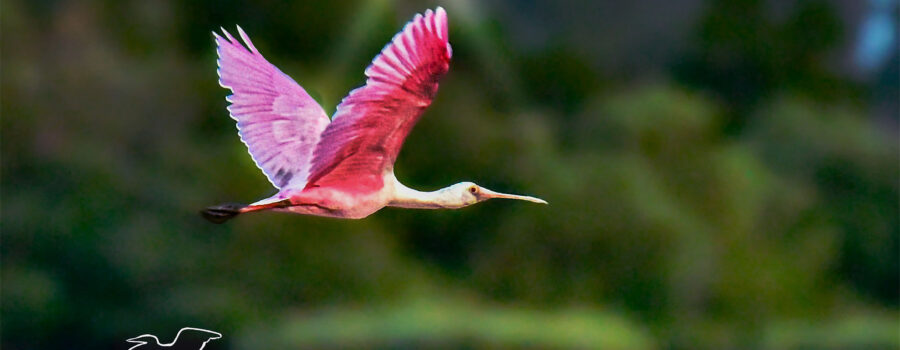 A vibrant spoonbill with pink wings soars across a blurred landscape. The background features lush greenery and a soft blue sky.