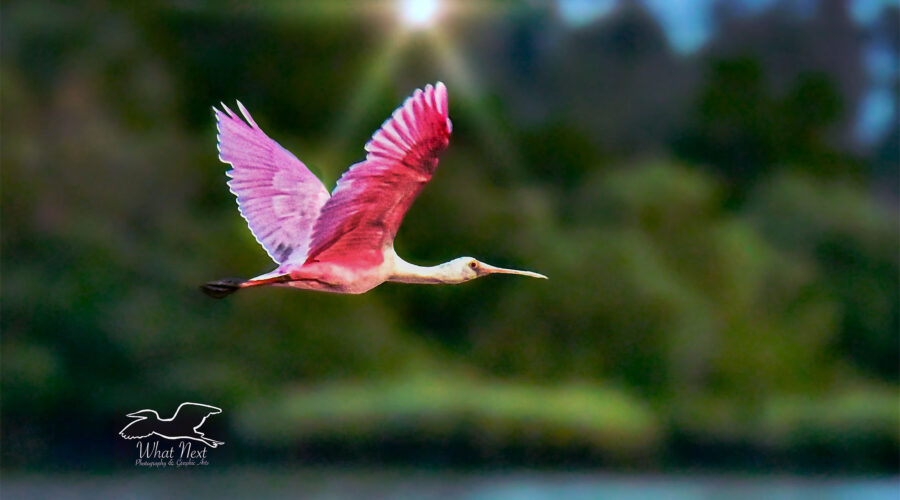 A vibrant spoonbill with pink wings soars across a blurred landscape. The background features lush greenery and a soft blue sky.