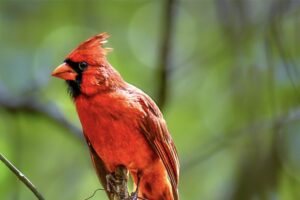 A handsome male cardinal sits atop a snag in the woods and presents a regal air.