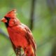 Dominant Male Cardinals Are a Commanding Presence