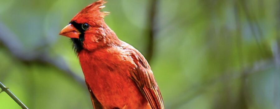 A handsome male cardinal sits atop a snag in the woods and presents a regal air.