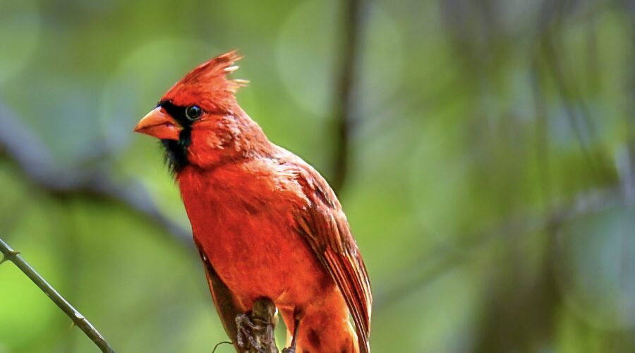A handsome male cardinal sits atop a snag in the woods and presents a regal air.